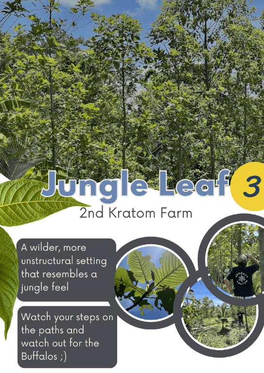 Fresh Kratom Leaf in the Jungle