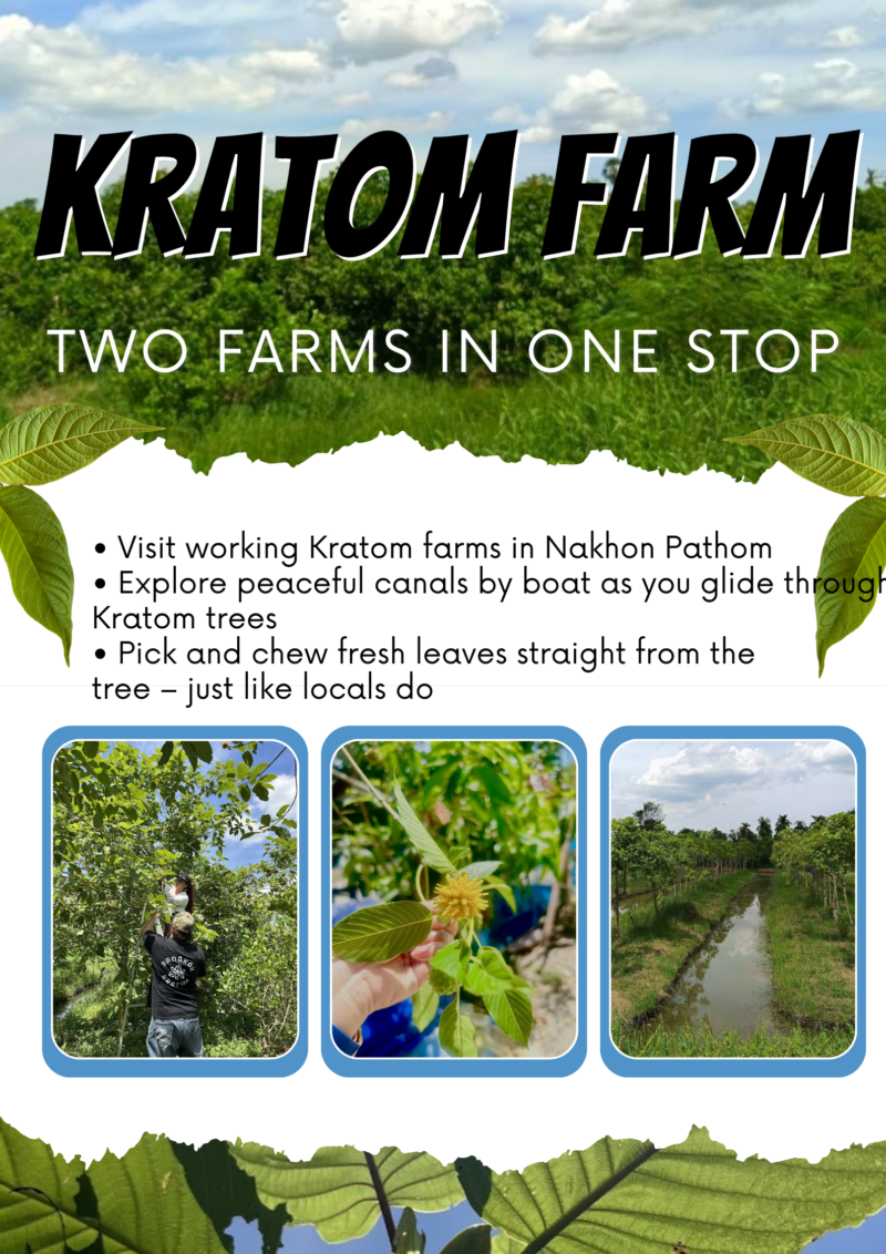 Kratom Farm visit in Thailand