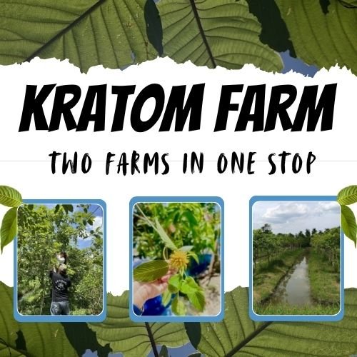 Kratom Farm visit Thailand