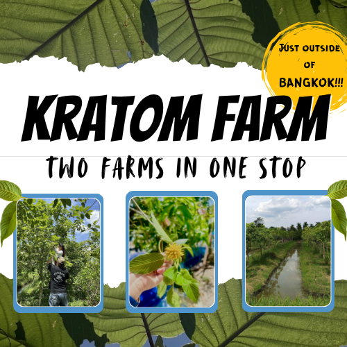 Kratom Farm Visit Thailand